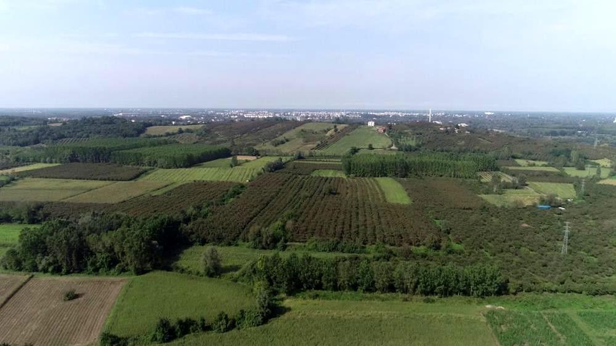 Samsun fındıkta ikinciliği bırakmayacak
