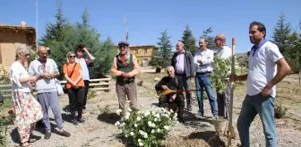 Sonsuz Şükran Köyü'nde Yunus Emre anısına çınar fidanı dikildi