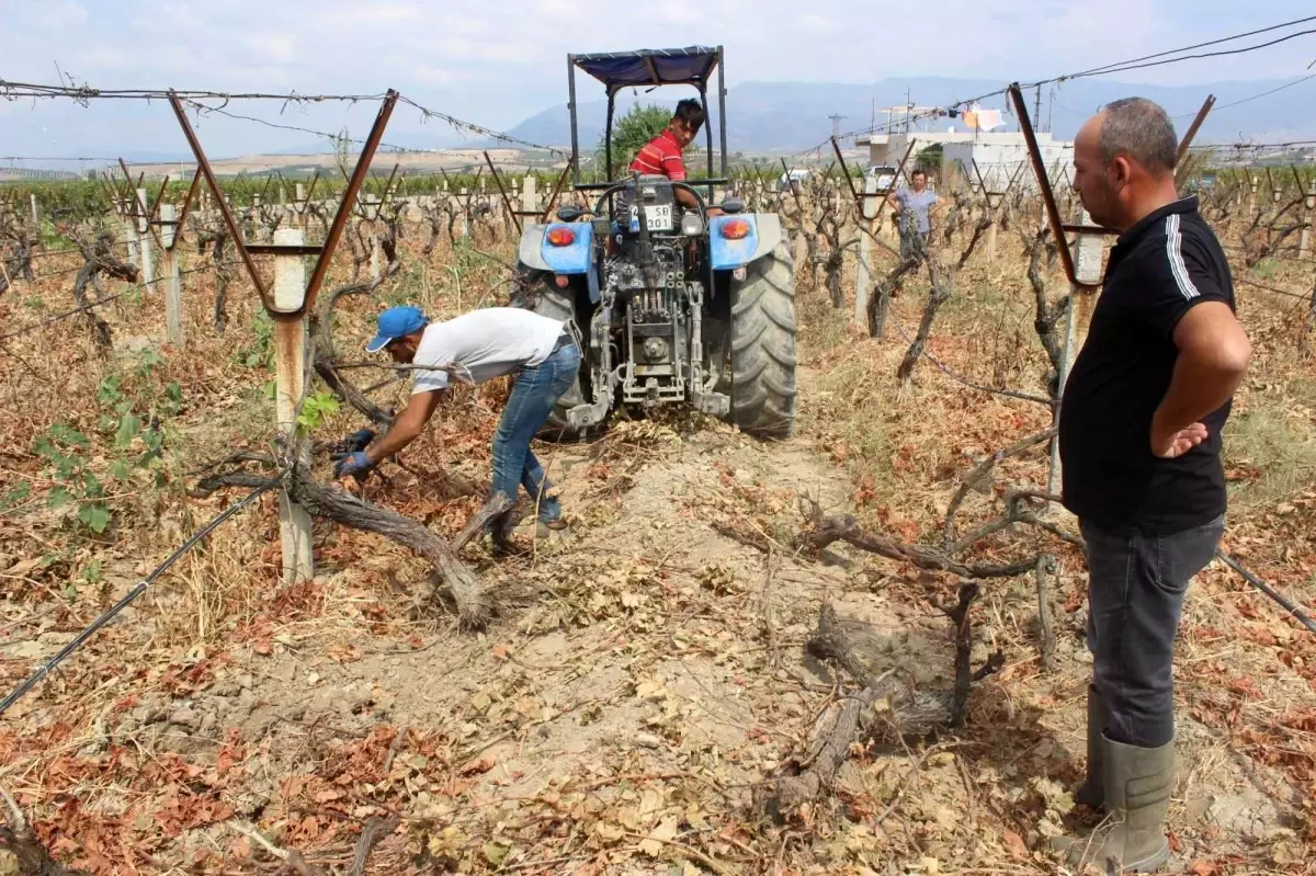 TARİŞ\'e tepki gösterdi, 25 dönümlük bağını kökledi