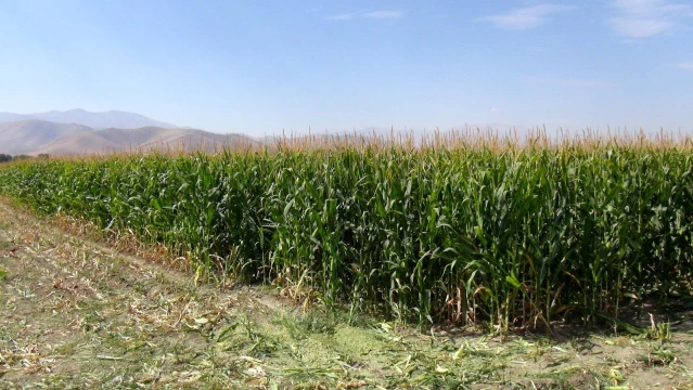 Türkiye'nin en sulak ilçesinde mısır hasadı başladı
