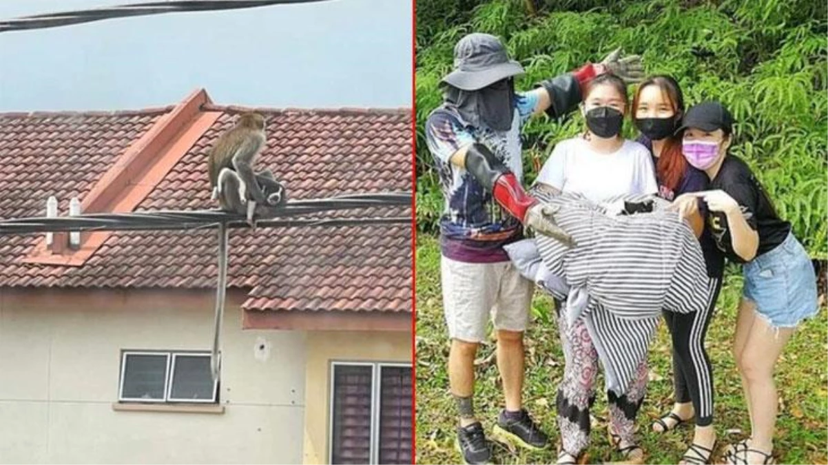 Malezya\'da maymun çeteleri, yavru köpeği rehin aldı