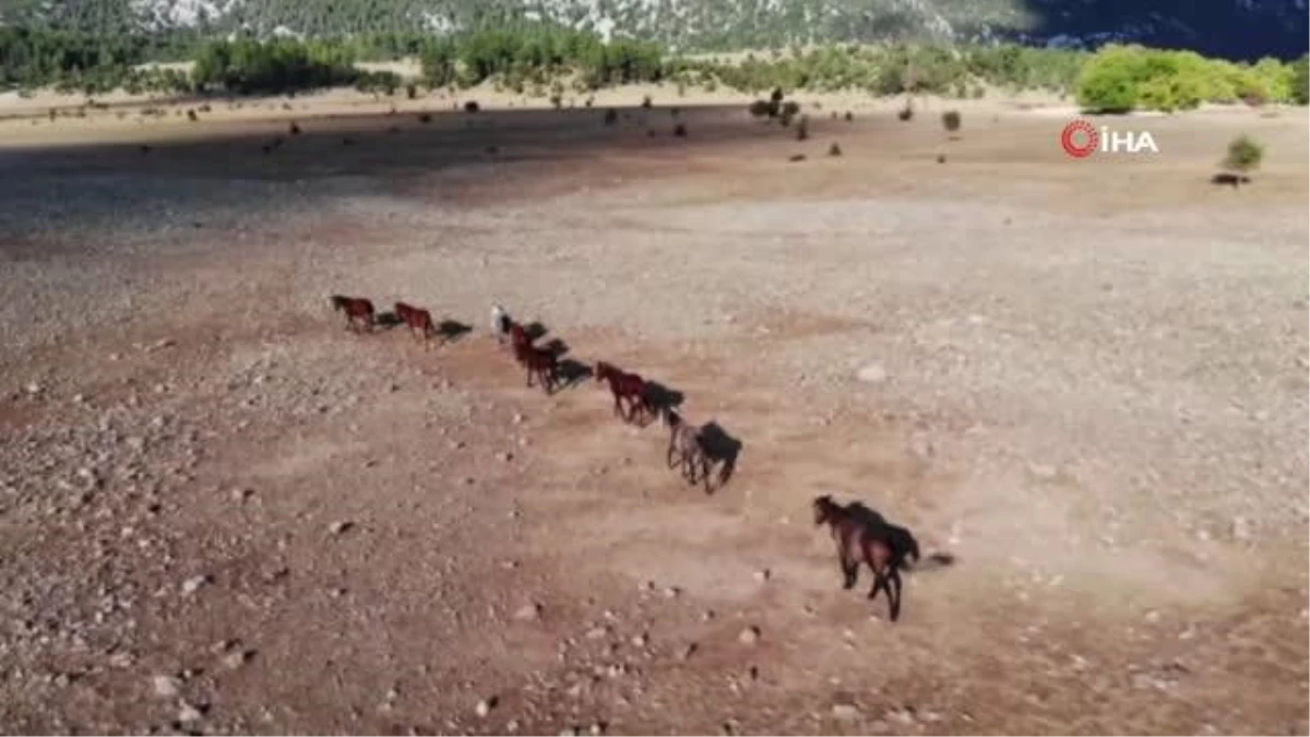 Yangından etkilenen Antalya\'nın vahşi güzelliği "Yılkı Atları" yaşam alanlarına geri döndü