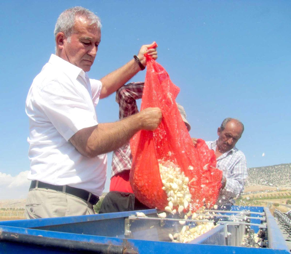 Araban\'da sarımsak dikimi başladı