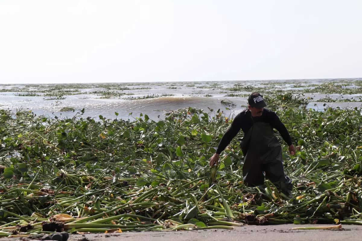 Asi Nehri\'nin taşmasıyla Akdeniz\'e dökülen su sümbülleri Samandağ sahilini kapladı