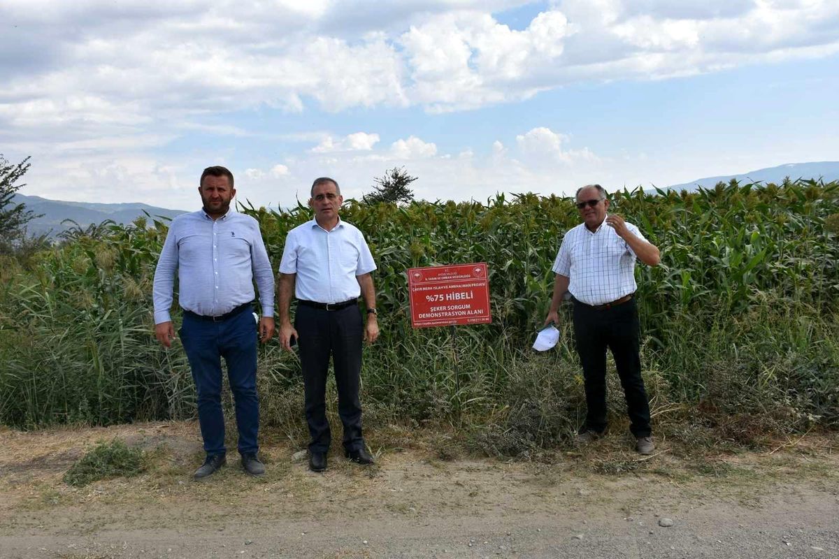 Az su isteyen Dane ve Şeker Sorgum\'da hasat zamanı