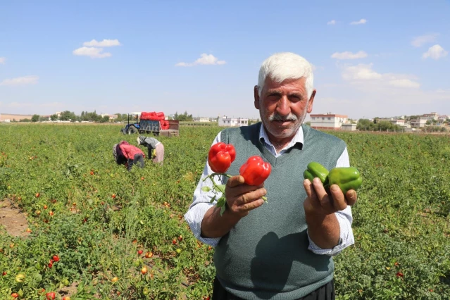 Biber tarlada 1, markette 4 TL! Çiftçi duruma tepki gösteriyor