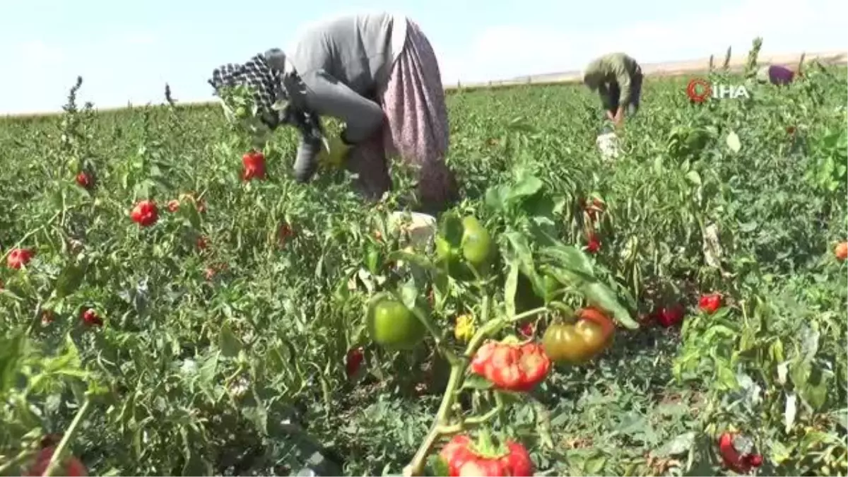 Biber tarlada 1, markette 4 TL