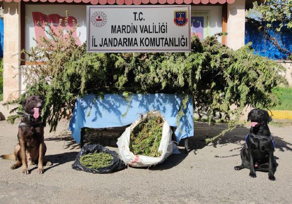 \'Cesur\' ve \'Sabuh\'lu aramada 11 kilo esrar bulundu