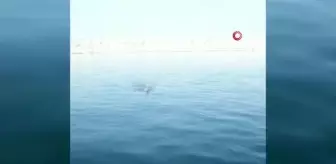 Denizde boğulmak üzere olan köpeği balıkçılar böyle kurtardı