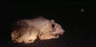 Ekipler yaralı bozayıyı bulup tedavi etmek için seferber oldu