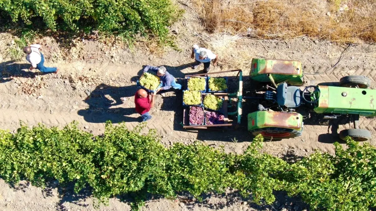 Elazığ\'da \'En tatlı\' hasat dönemi başladı