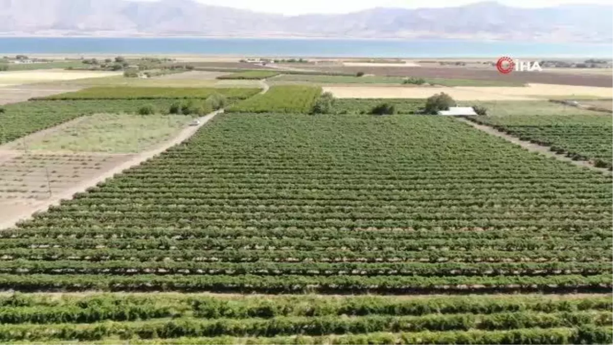 Elazığ\'da \'En tatlı\' hasat dönemi başladı