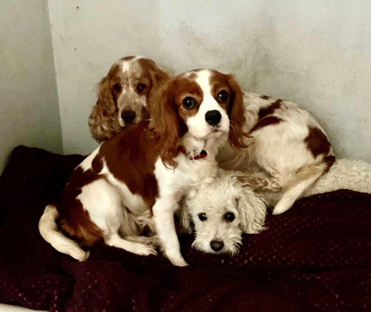 Galler\'de yaklaşık 200 köpek yasa dışı olduğu iddia edilen köpek çiftliğinden kurtarıldı