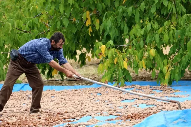 Kahramanmaraş'tan 10 bin ton tescilli ceviz ihracatı