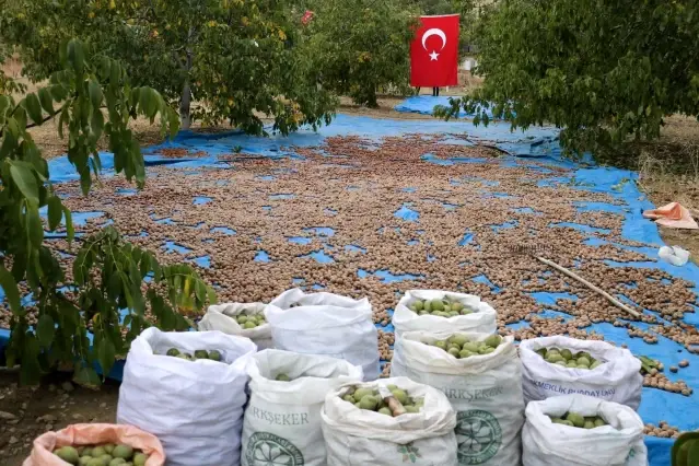 Kahramanmaraş'tan 10 bin ton tescilli ceviz ihracatı