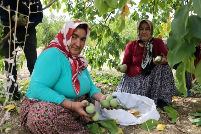 Kahramanmaraş'tan 10 bin ton tescilli ceviz ihracatı