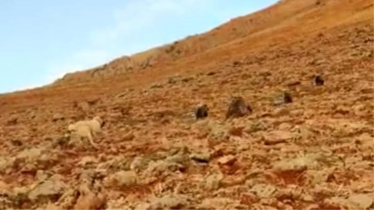 Koyun sürüsüne saldıran ayıları kangal köpekleri uzaklaştırdı