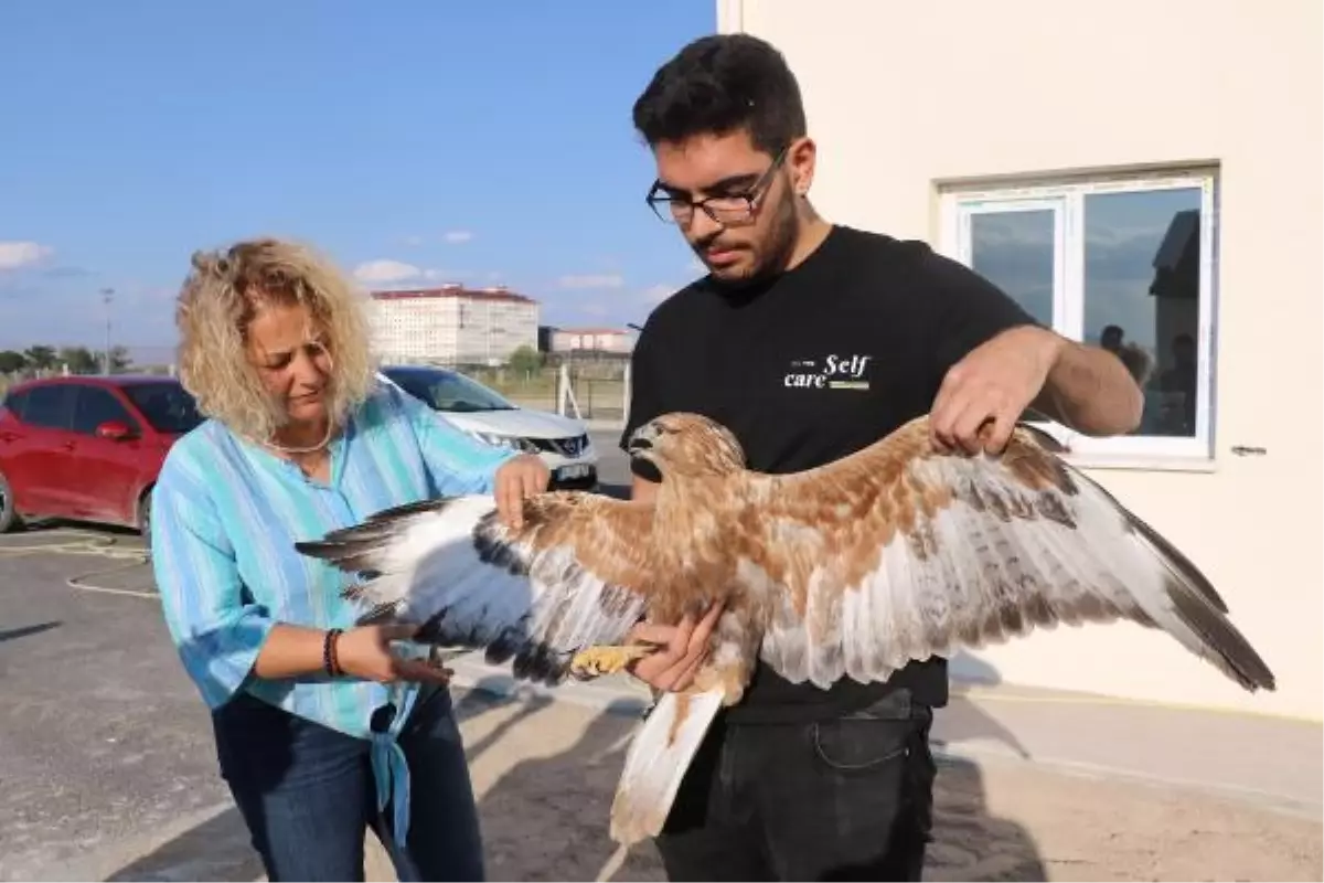 KULAKLI ORMAN BAYKUŞLARI VE KIZIL ŞAHİN, TEDAVİ SONRASI DOĞAYA BIRAKILDI