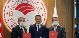 Polen alerjisine 'erken uyarı' sistemi