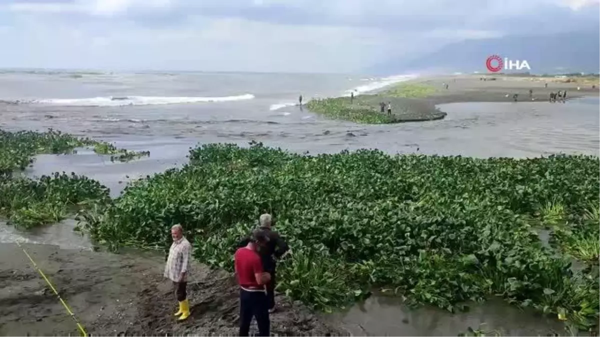 Su canavarları denizi istila etti... Su sümbülleri sağanak sonrası denizi kapladı