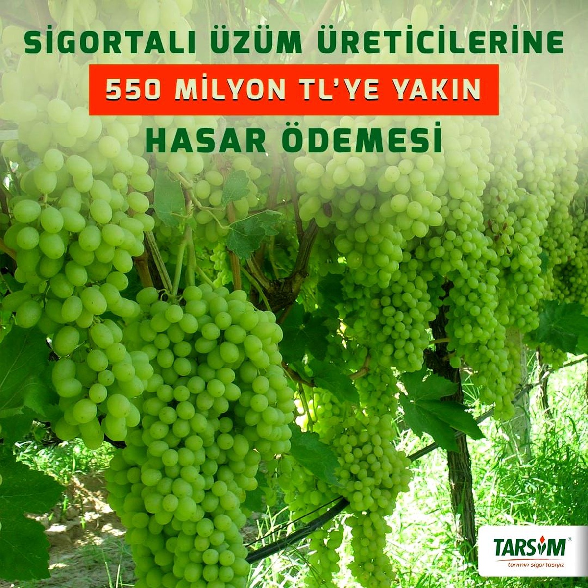 TARSİM\'den sigortalı üzüm üreticilerine 550 milyon TL\'ye yakın hasar ödemesi