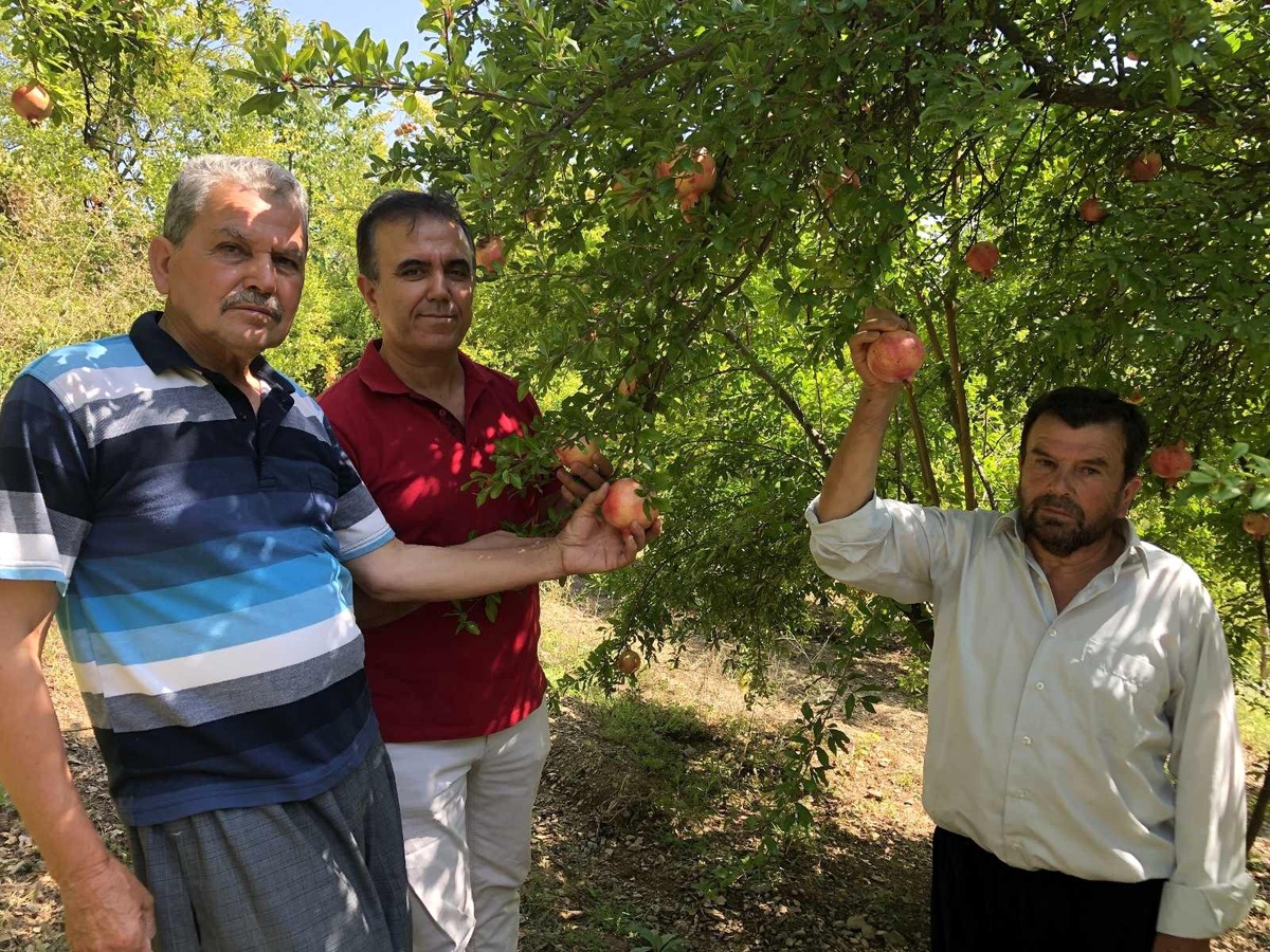 Tescili "Kuytucak Narı"nda hasat için geri sayım başladı