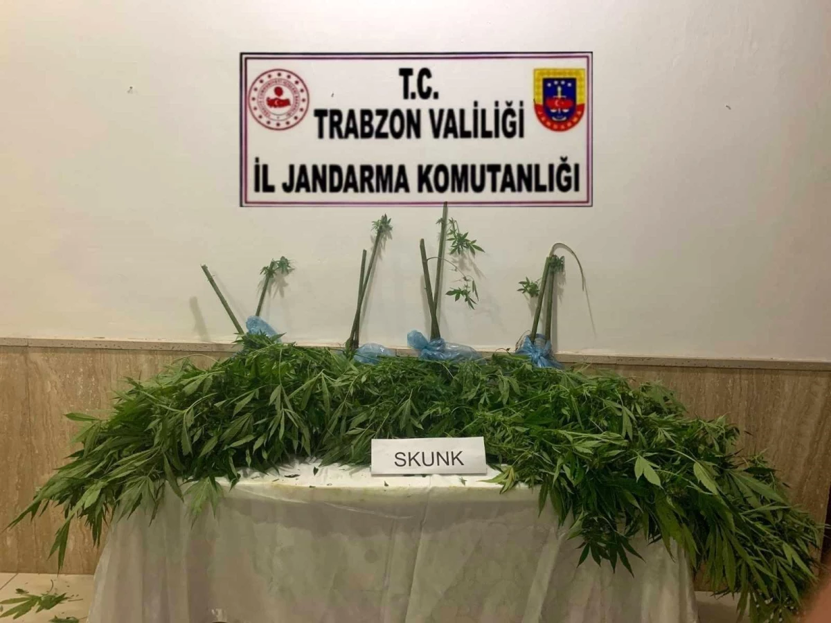 Trabzon\'da jandarma ekiplerinin uyuşturucu ile mücadelesi hız kesmeden devam ediyor