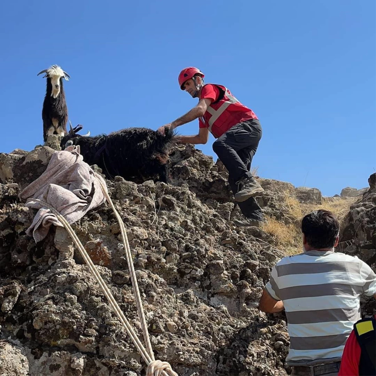 Tunceli\'de dağ yamacında mahsur kalan 3 keçi kurtarıldı