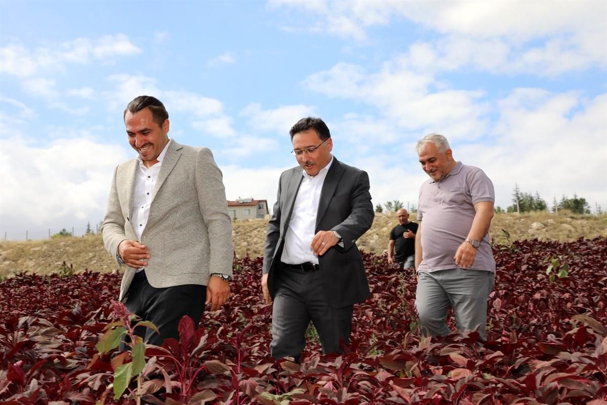 Vali Çiçek: "Afyonkarahisar şifa deposu \'amarant\' ile tanıştı