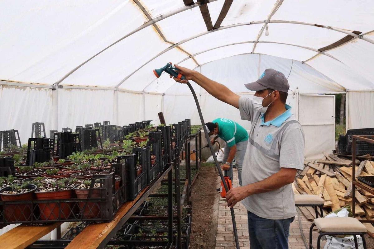 Aksaray Belediyesi yetiştirdiği 65 bin çiçek fidesi ile park ve bahçeleri donattı