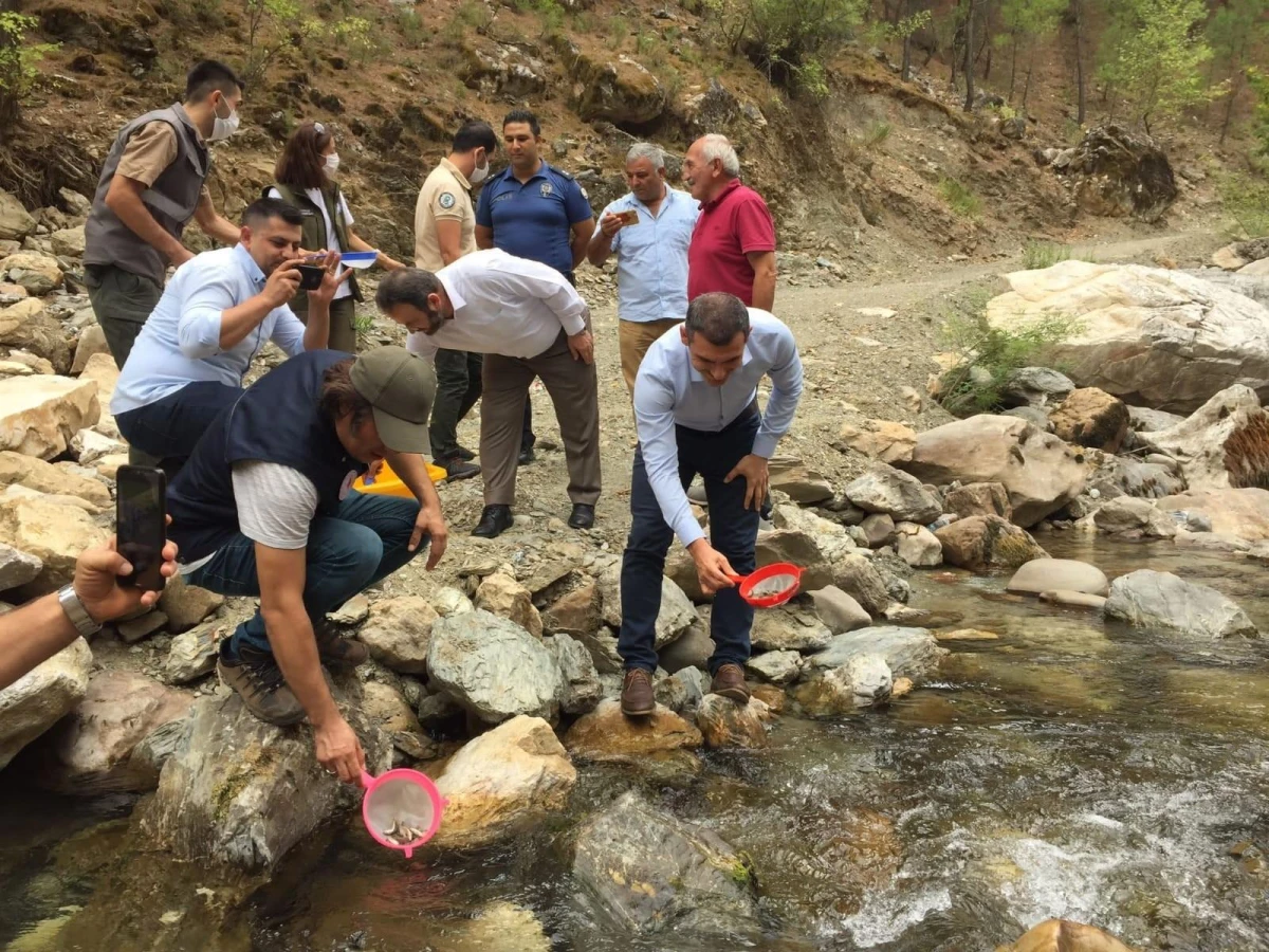 Antalya\'da Alara Çayı\'na 4 bin adet kırmızı benekli alabalık bırakıldı