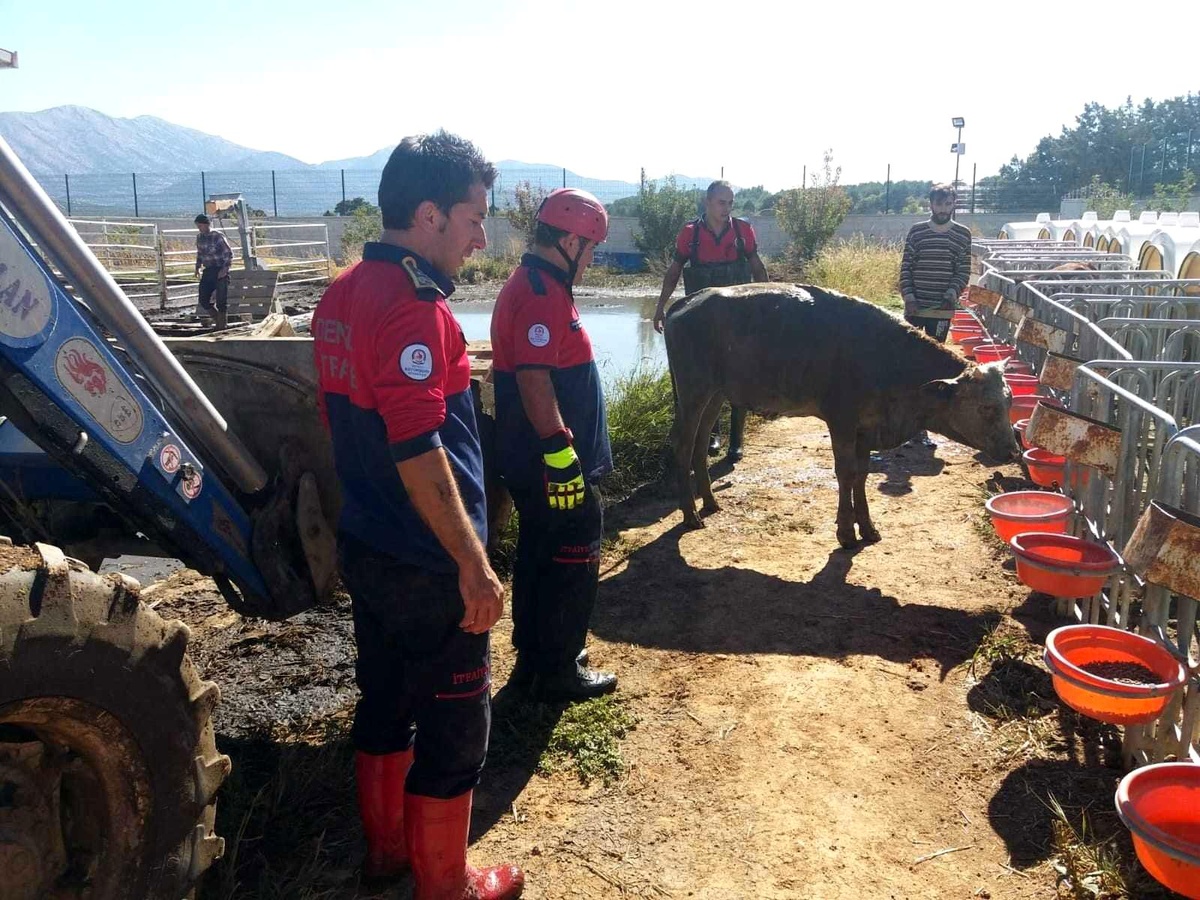 Besihaneden kaçan düve kuyuya düştü