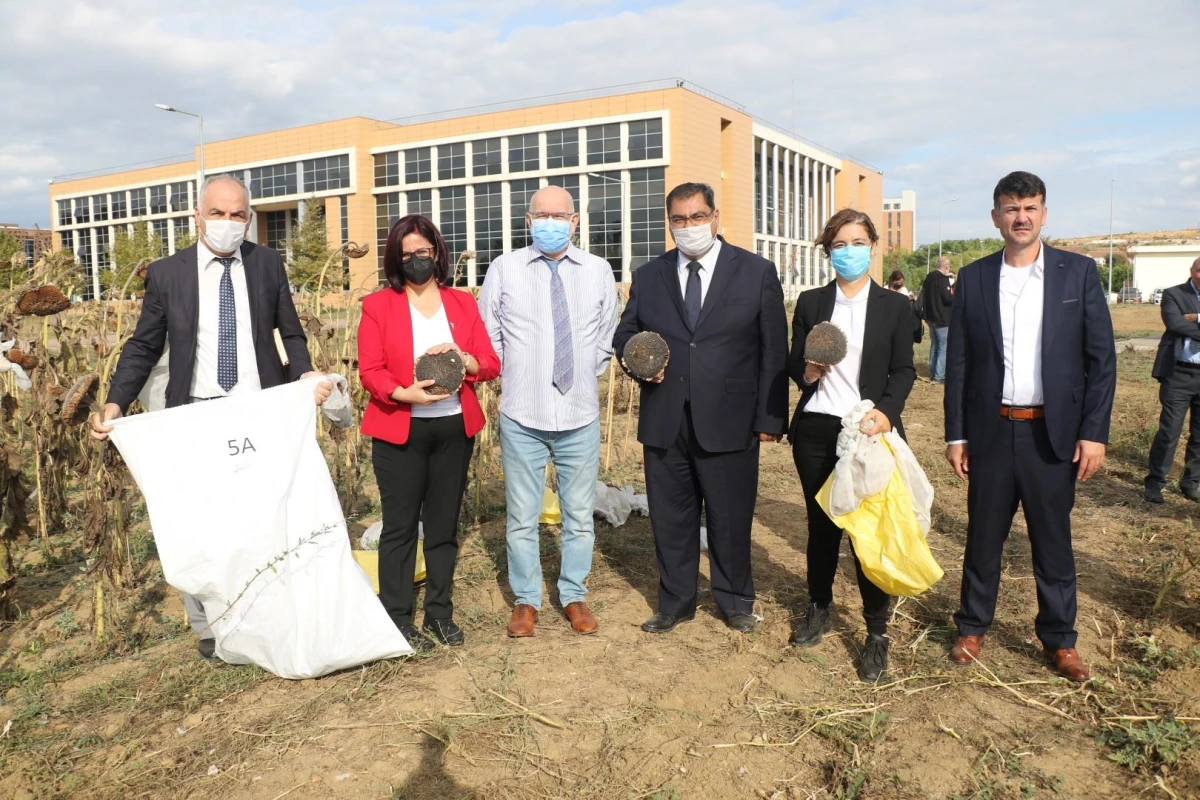 Gebze Teknik Üniversitesinin sürdürülebilir tarım çalışmasında ayçiçeği hasadı yapıldı