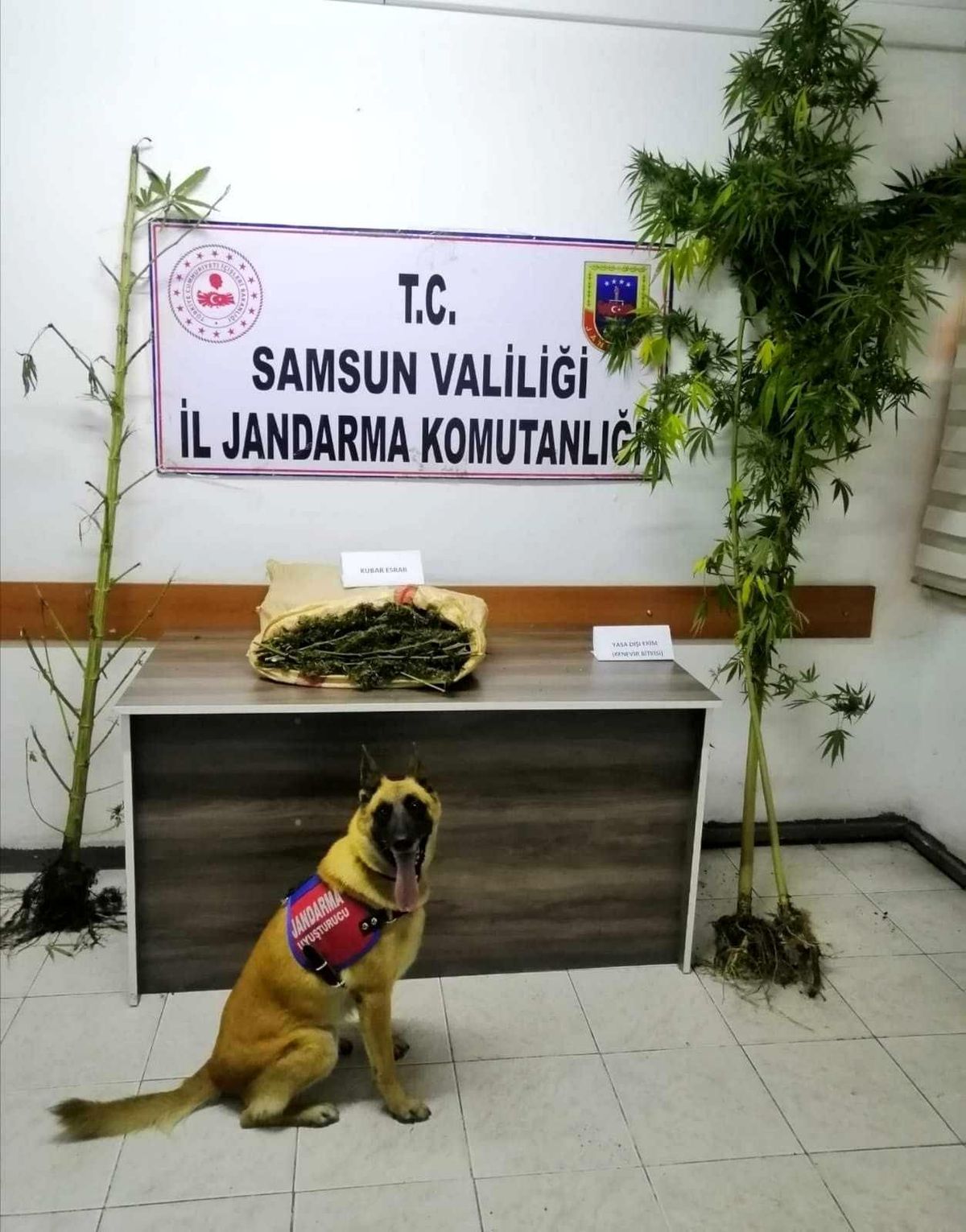 Samsun\'da jandarma 2 kilo uyuşturucu madde ele geçirdi