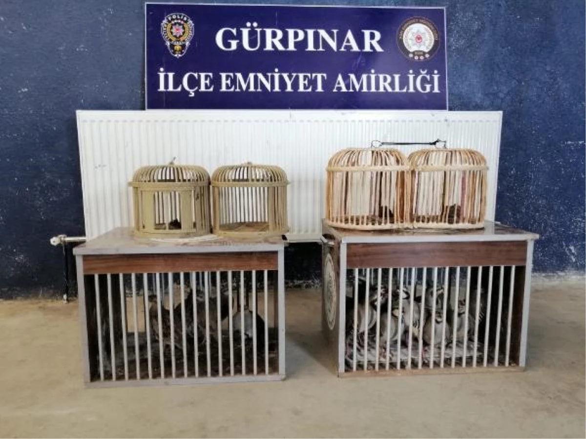 Sokak köpeğine saldıran pitbull sahiplerine 28 bin lira ceza