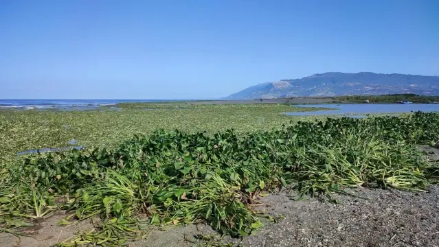 Su sümbülleri kumsalı kapladı Su sümbülleri kumsalı kapladı