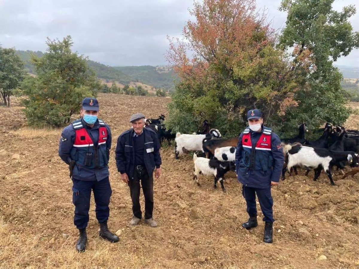 Uşak\'ta çiftçinin kaybettiği keçi sürüsünü, jandarma buldu