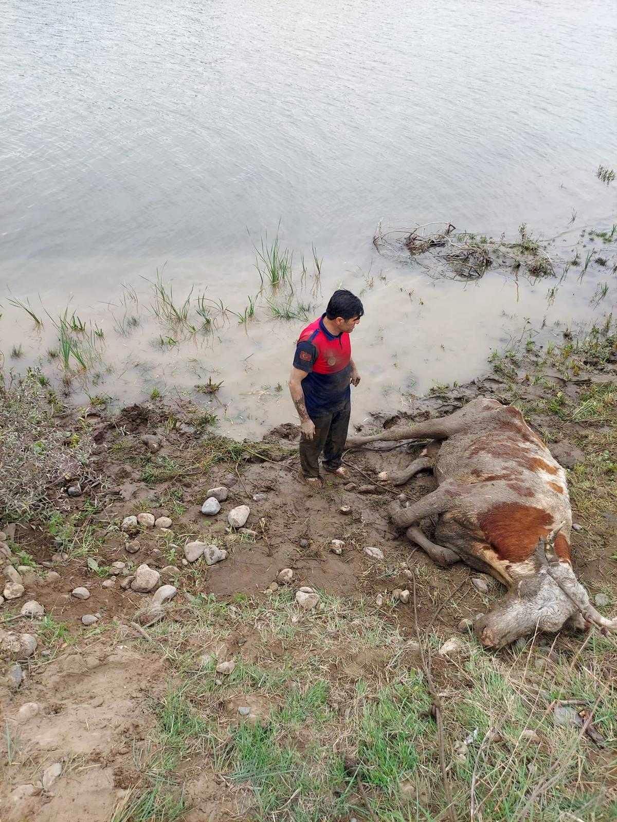 Son dakika haberi | Bataklığa saplanan ineği itfaiye ekipleri kurtardı