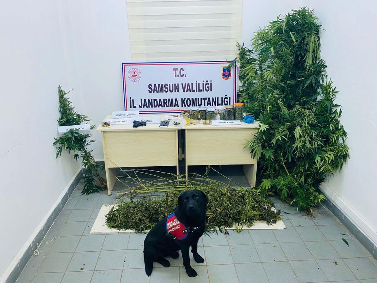 Samsun\'da 14 kilo 590 gram esrar ele geçirildi