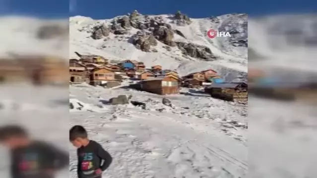 Artvin'de kar yağdı, yaylalar beyaza büründü