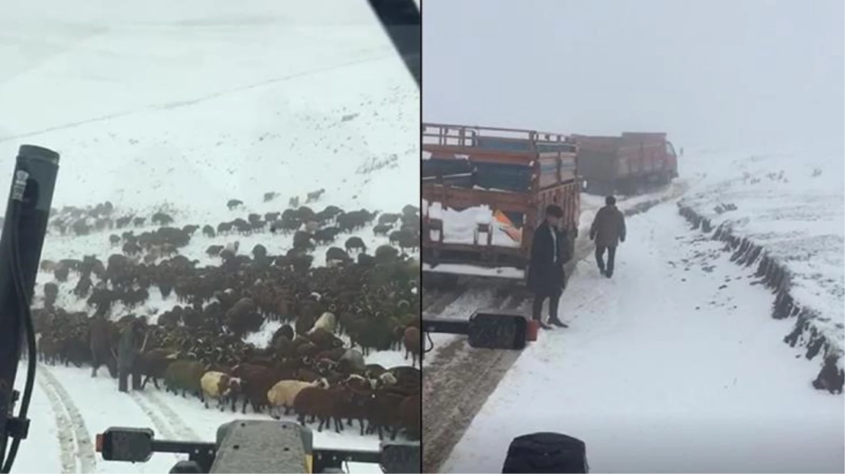 Ardahan\'da kar nedeniyle yaylada mahsur kalan çobanlar ve sürüler kurtarıldı