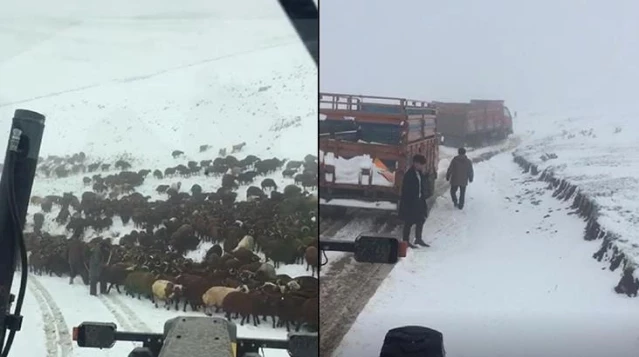 Ardahan'da kar nedeniyle yaylada mahsur kalan çobanlar ve sürüler kurtarıldı