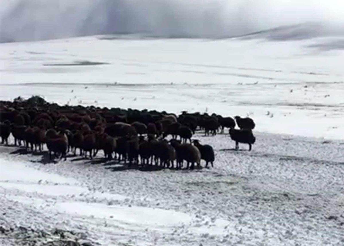 Ardahan\'da kar ve tipide mahsur kalan yaylacılar ve koyun sürüsü kurtarıldı