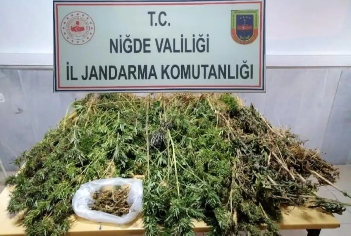 Bağ evinde 158 kök kenevir ve 200 gram esrar ele geçirildi