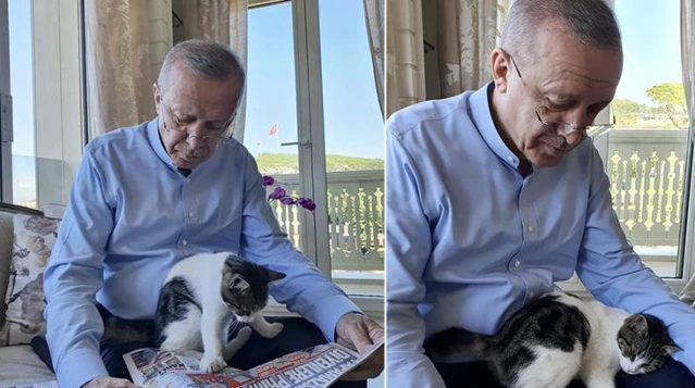 Cumhurbaşkanı Recep Tayyip Erdoğan, torununun kedisiyle fotoğrafını paylaştı