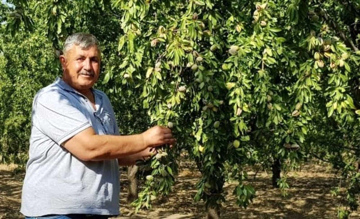 Turanlı, "Toprak Mahsulleri Ofisi badem alımını üstlenmelidir"