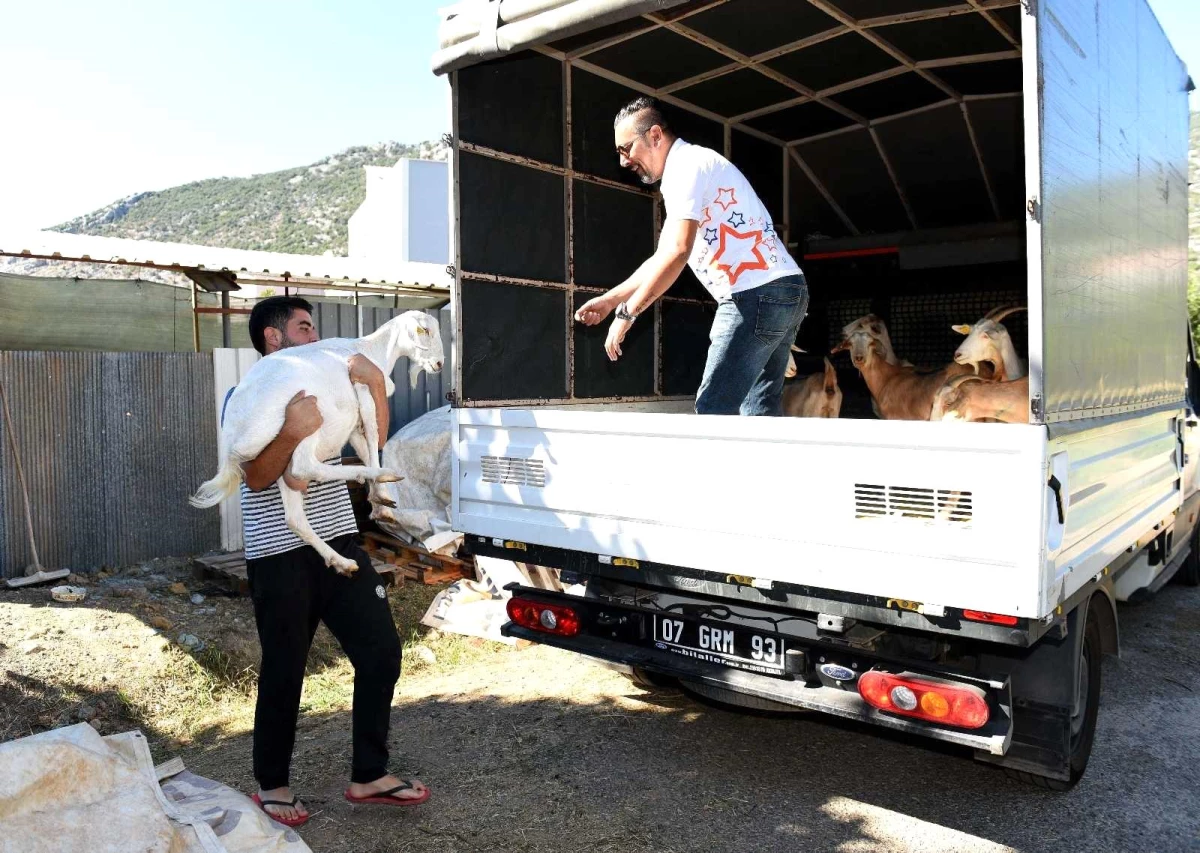 Yangınzedelere küçükbaş hayvan desteği