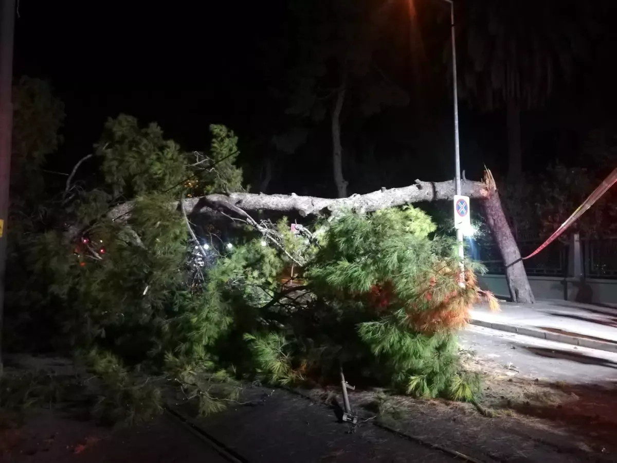 Çam ağacı devrildi, tramvay seferleri durdu