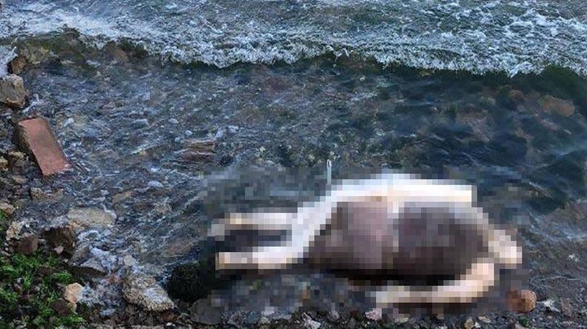 El ve ayakları bağlı işkence yapılmış cesetle ilgili detaylar ortaya çıktı! 10 gün önce öldüğü anlaşıldı