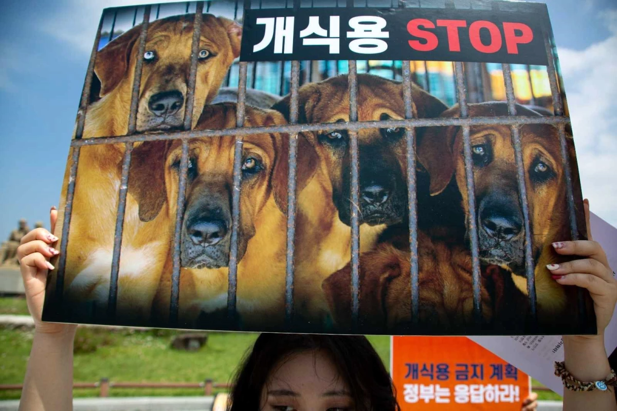 Güney Kore\'de köpek eti tüketimi yasaklanabilir